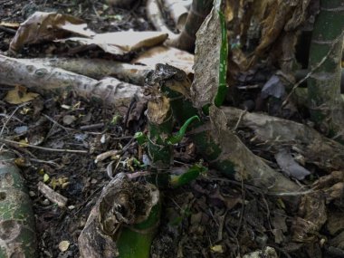 Aglaonema çok güzel yaprakları olan bir süs bitkisidir. Yapraklarda yeşil ve beyaz noktalar var..