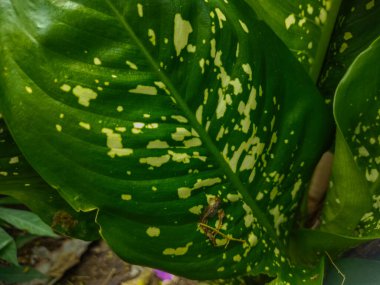 Aglaonema çok güzel yaprakları olan bir süs bitkisidir. Yapraklarda yeşil ve beyaz noktalar var..