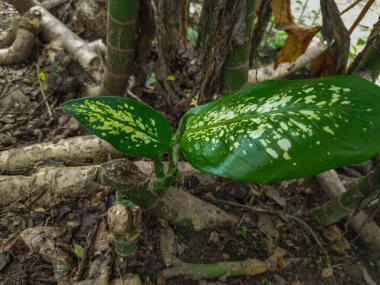 Aglaonema çok güzel yaprakları olan bir süs bitkisidir. Yapraklarda yeşil ve beyaz noktalar var..