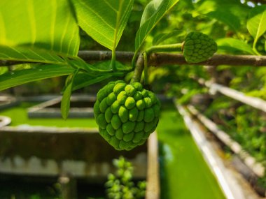 The fruit, leaves and flowers of the Annona squamosa plant are green and yellow. clipart