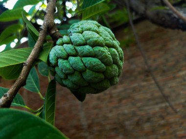 Annona squamosa bitkisinin meyveleri, yaprakları ve çiçekleri yeşil ve sarıdır..