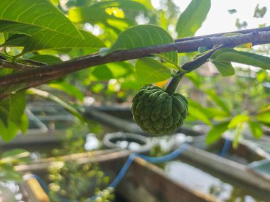 Annona squamosa bitkisinin meyveleri, yaprakları ve çiçekleri yeşil ve sarıdır..