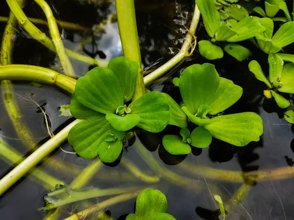 Pistia stratiotes bitkileri balıkların yaşaması için uygundur..
