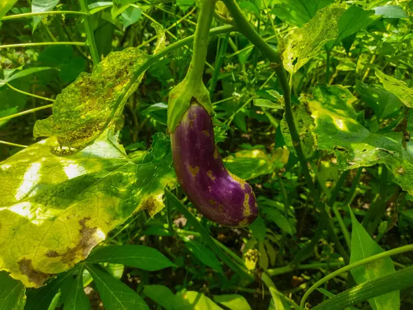 Solanum melongena bitkisi mordur ve uzun bir şekli vardır..