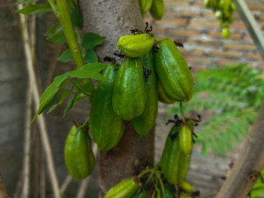 yeşil ve siyah biberler dalda.
