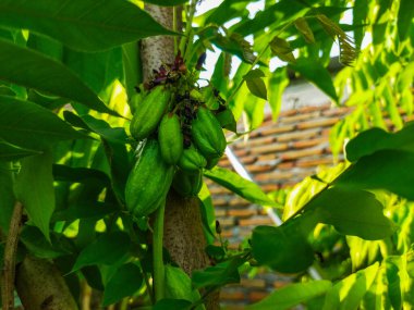 Bahçede muz yapraklı muz ağacı, Tayland