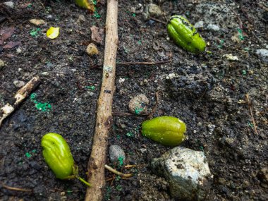Bir sürü küçük parçanın bulunduğu yeşil bir bitkinin yakın çekimi.