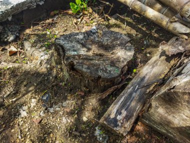 Ormandaki ağaç kökleri.