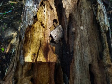 ağaç gövdesi dokusu arkaplanı