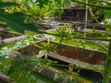 Carica papaya bitkisinin çiçekleri hafifçe sarımsı beyazdır.
