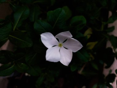 Catharanthus gül çiçekleri yeşil yapraklı beyazdır, bu çiçeğin kokusu yoktur..