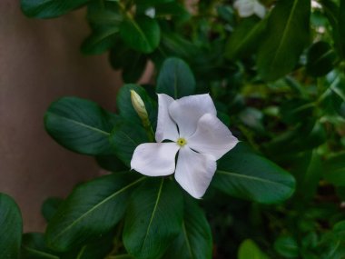 Catharanthus gül çiçekleri yeşil yapraklı beyazdır, bu çiçeğin kokusu yoktur..