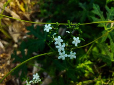 Ormanda yeşil çimlerde beyaz çiçekler