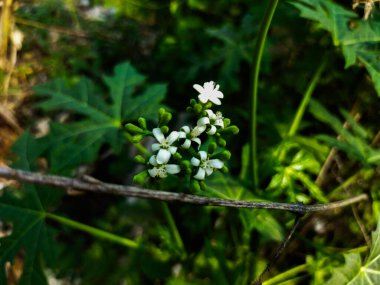 Bahçede beyaz çiçekler