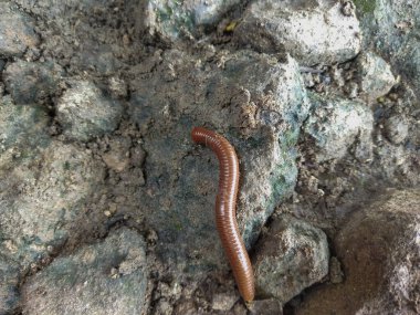 Trigoniulus korallinus hayvanların birçok bacağı vardır ve kahverengi renklidir..