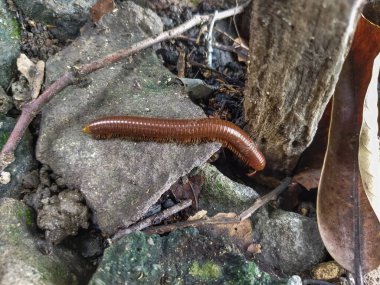 Trigoniulus korallinus hayvanların birçok bacağı vardır ve kahverengi renklidir..