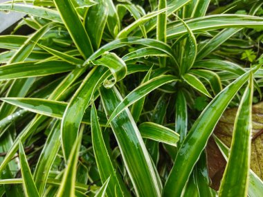 Bahçedeki tropikal bitki