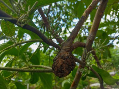 bahçede bir ağaç üzerinde yeşil elma