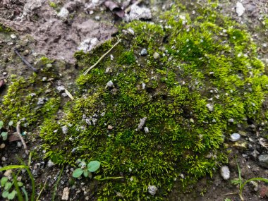 Ormandaki ağaç gövdesinde yosun var.