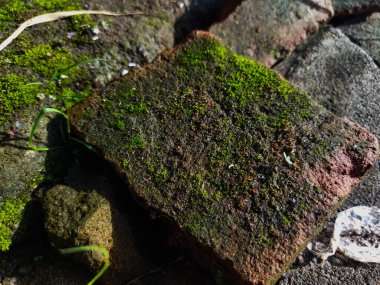 Ormanda taş ve yosun