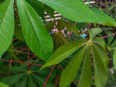 bir ağacın yeşil yaprakları