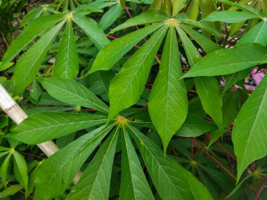 Bitkinin yeşil yaprağı, doğa arka planı