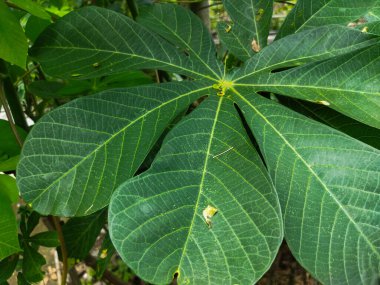 bitki yaprağı yakın çekim