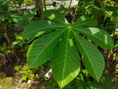 Bahçedeki yeşil bitki