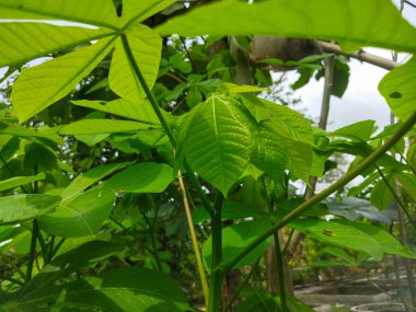 Bahçede yeşil yapraklar