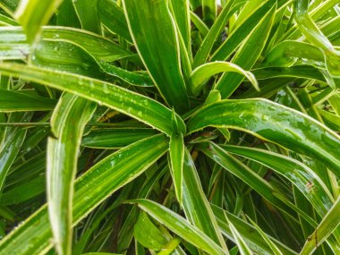 yeşil yaprak arkaplan, doğa yaprağı