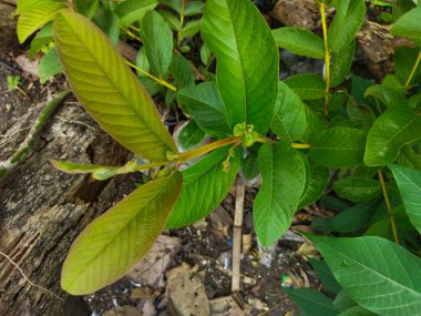 Bahçede yeşil yapraklar