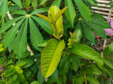 kestane ağacının yaprak yeşil