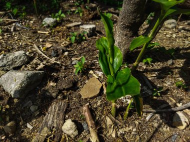 Bahçedeki ağaçtaki yeşil yaprakların yakın plan çekimi.