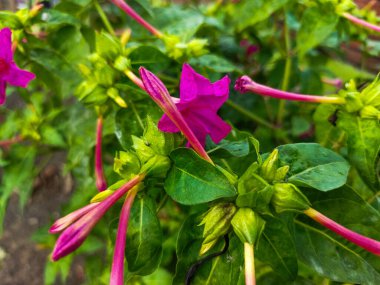 Mirabilis jalapa flowers are red, leaves are green, and have black seeds. clipart