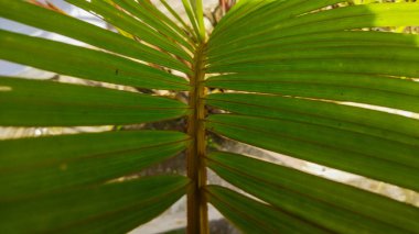 Palmiye yaprağı, bitki örtüsü.