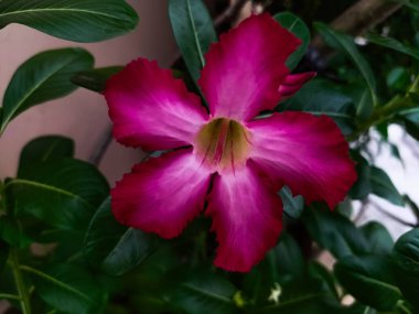 The Adenium obesum plant has red flowers and large, numerous roots. clipart