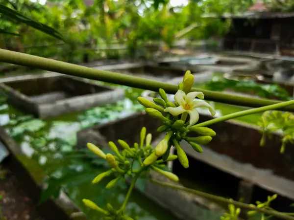 stock image The flowers of the Carica papaya plant are slightly yellowish white