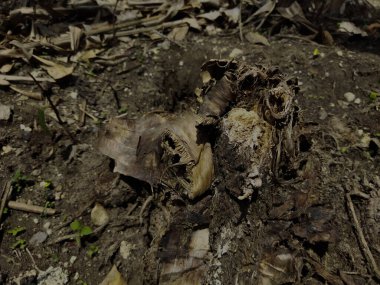 Ölü muz ağaçları çürür ve kahverengileşir ya da kararır