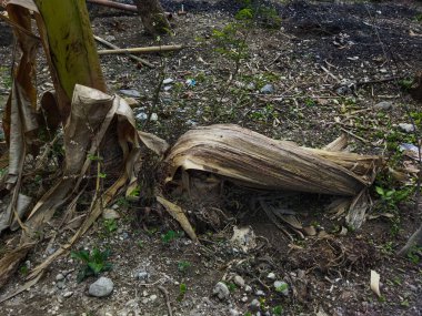 Ölü muz ağaçları çürür ve kahverengileşir ya da kararır