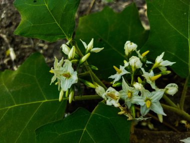 bitki bitkisinin beyaz çiçeği physalis