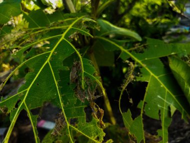 bir ağacın yeşil yaprakları