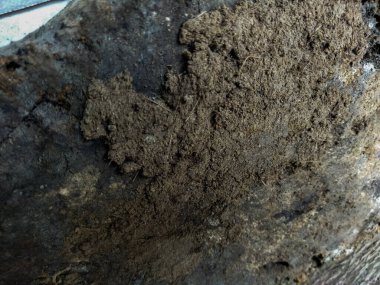 Bir ağaç gövdesini kapatın.