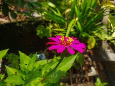 Bahçedeki güzel pembe çiçek