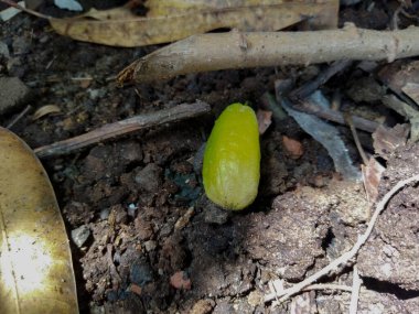 Bahçedeki yeşil bitki