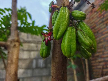 bir dalda yeşil papaya ağacı.