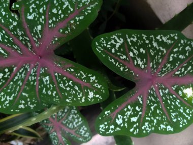 yeşil yapraklar, bitkiler ve yapraklar