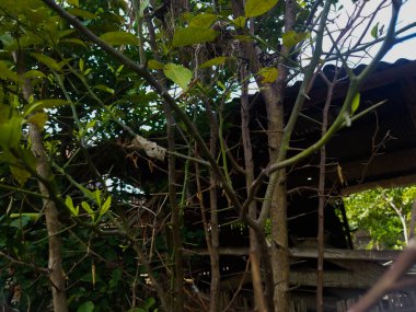 Ormandaki eski ahşap ev