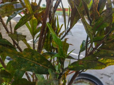 Ağaçtaki yeşil yapraklar