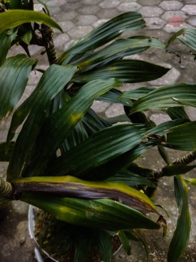 Güzel, yeşil bir bitkiye yakın.