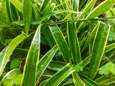 Yeşil yaprak, bitki örtüsü